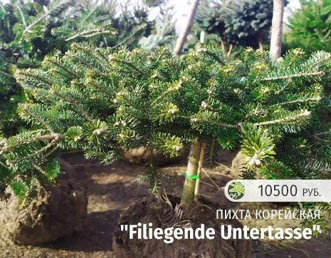 Filiegende Untertasse